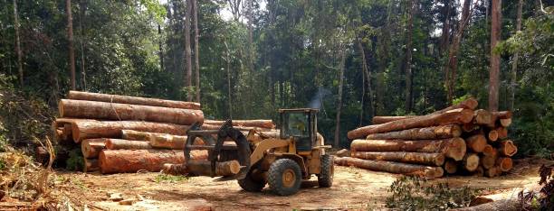 How Our Tree Care Process Works  in  Hebron, IN